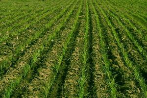 alimentazione erba scanalatura, la pampa , argentina foto