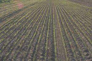 alimentazione erba scanalatura, la pampa , argentina foto