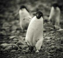 adelia pinguino, antartica foto