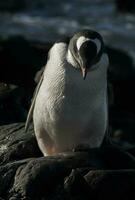 gentoo pinguino, antartica foto