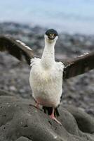 imperiale cormorano, allevamento colonia, paulet isola, antarica foto