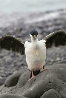 imperiale cormorano, allevamento colonia, paulet isola, antarica foto