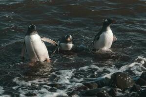 gentoo pinguino, antartica foto