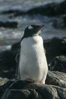 gentoo pinguino, antartica foto