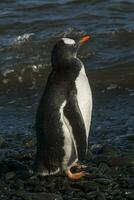 gentoo pinguino, antartica foto