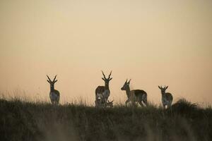 blackbuck antilope nel pampa pianura ambiente, la pampa Provincia, argentina foto