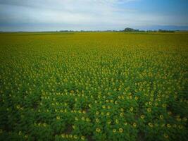 coutryside girasoli seminato, argentina foto