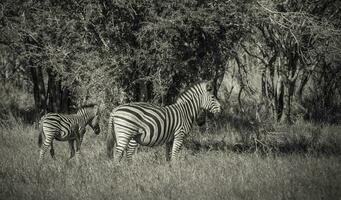 mandria di zebre nel il africano savana foto