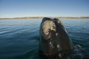 balena patagonia argentina foto