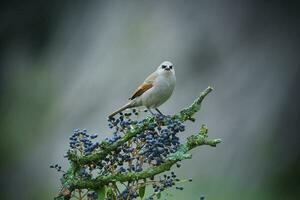 baia alato cowbird foto