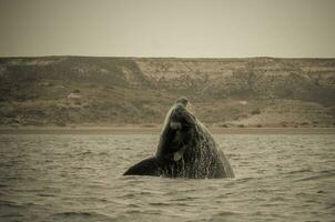 balena patagonia argentina foto