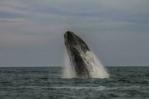 balena salto, penisola Valdes, patagonia argentina foto