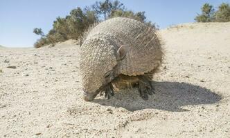 armadillo nel deserto ambiente, penisola Valdes, patagonia, argentina foto