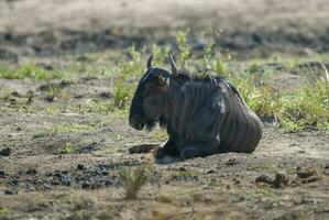 blu gnu, kruger nazionale parco, Sud Africa. foto