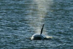 uccisore balena a caccia mare leoni, penisola Valdes, patagonia, argentina. foto