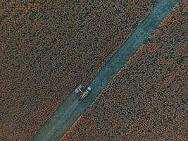 saggina raccolto, nel la pampa, argentina foto