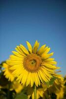 pampa girasole paesaggio , la pampa Provincia, patagonia argentina foto