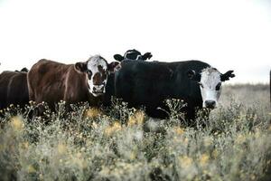 manzi e giovenche sollevato con naturale erba, argentino carne produzione foto