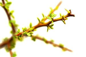 piquillina, le foglie e spine endemico vegetali nel il pampa foresta, patagonia, argentina foto