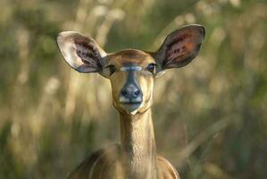 nyala antilope maschio e femmina , kruger nazionale parco, Sud Africa foto