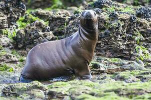 mare Leone bambino, penisola Valdes, eredità luogo, patagonia, argentina foto