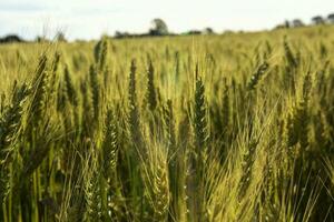 Grano picchi ,cereale piantato nel la pampa, argentina foto