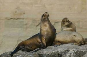 bambino Sud americano mare Leone, penisola Valdes, chubut Provincia patagonia argentina foto