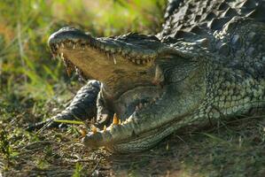 Nilo coccodrillo , kruger nazionale parco, Sud Africa foto