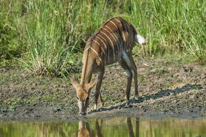 nyala femmina potabile, kruger nazionale parco, Sud Africa foto