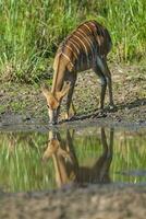nyala femmina potabile, kruger nazionale parco, Sud Africa foto