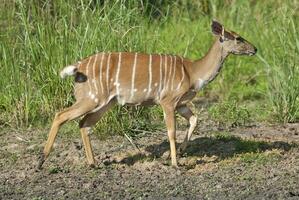 nyala femmina potabile, kruger nazionale parco, Sud Africa foto