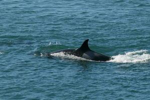 uccisore balena, orca, a caccia un' mare Leone cucciolo, penisola Valdes, patagonia argentina foto