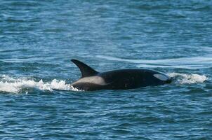 uccisore balena, orca, a caccia un' mare Leone cucciolo, penisola Valdez, patagonia argentina foto
