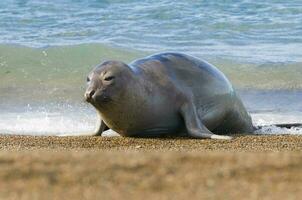 elefante sigillo, penisola Valdes, chubut Provincia, patagonia, argentina foto