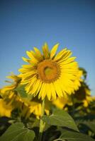 pampa girasole paesaggio , la pampa Provincia, patagonia argentina foto