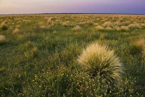 pampa erba paesaggio a tramonto, la pampa Provincia, patagonia, argentina foto