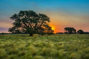 pampa albero paesaggio a tramonto, la pampa Provincia, argentina foto