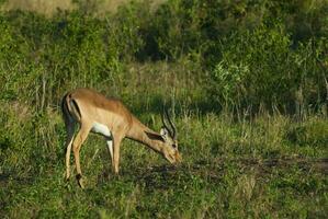 impala pascolo , kruger nazionale parco, Sud Africa foto