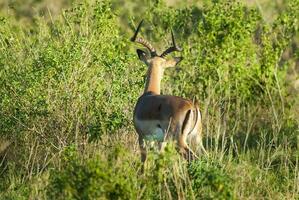 impala pascolo , kruger nazionale parco, Sud Africa foto