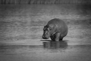 ippopotamo amphibius nel pozza d'acqua, kruger nazionale parco, sud Africa foto