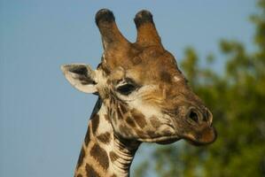 giraffa kruger nazionale parco Sud Africa. foto