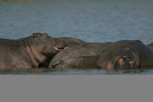 ippopotamo amphibius nel pozza d'acqua, kruger nazionale parco, sud Africa foto