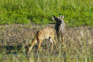 nyala antilope maschio e femmina , kruger nazionale parco, Sud Africa foto