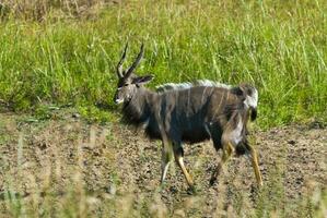 nyala antilope maschio e femmina , kruger nazionale parco, Sud Africa foto