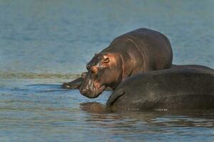 ippopotamo amphibius nel pozza d'acqua, kruger nazionale parco, sud Africa foto