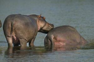 ippopotamo amphibius nel pozza d'acqua, kruger nazionale parco, sud Africa foto