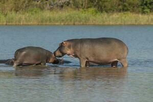 ippopotamo amphibius nel pozza d'acqua, kruger nazionale parco, sud Africa foto