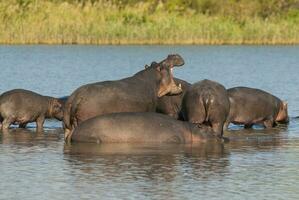 ippopotamo amphibius nel pozza d'acqua, kruger nazionale parco, sud Africa foto