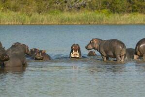 ippopotamo amphibius nel pozza d'acqua, kruger nazionale parco, sud Africa foto