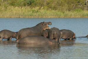 ippopotamo amphibius nel pozza d'acqua, kruger nazionale parco, sud Africa foto